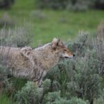 Photo Coyote, Mange
